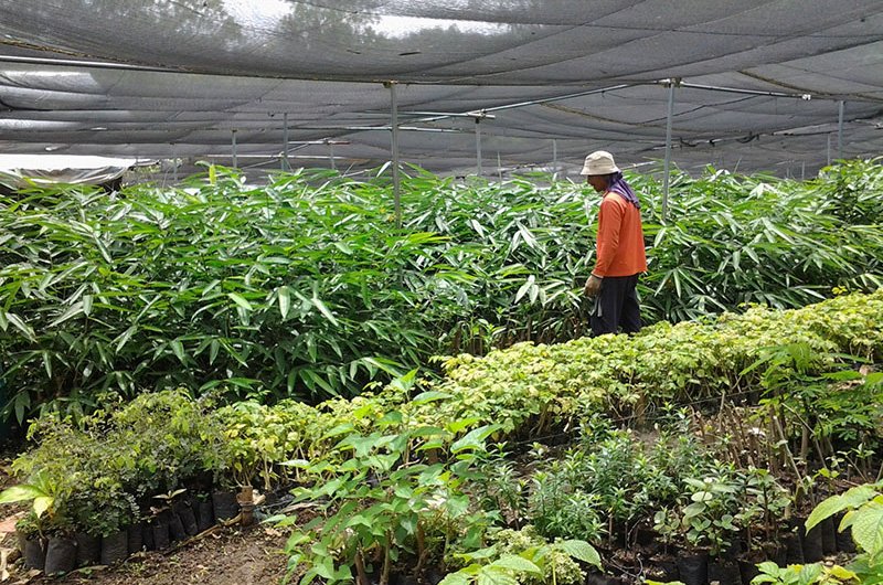 Arbré Tech Teams With Building Materials Company On Reforestation Project